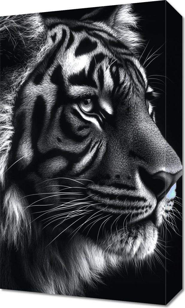 Bild 30x50cm Tierporträt für das Wohnzimmer | Tiger | Schwarz Weiß