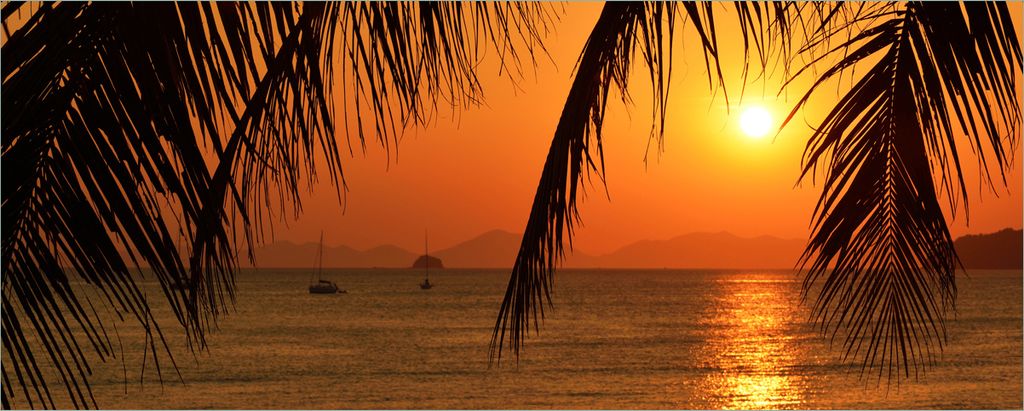 Wallario Poster - Sonnenuntergang unter Palmenblättern, Kunstdruck Größe: 50 x 125 cm