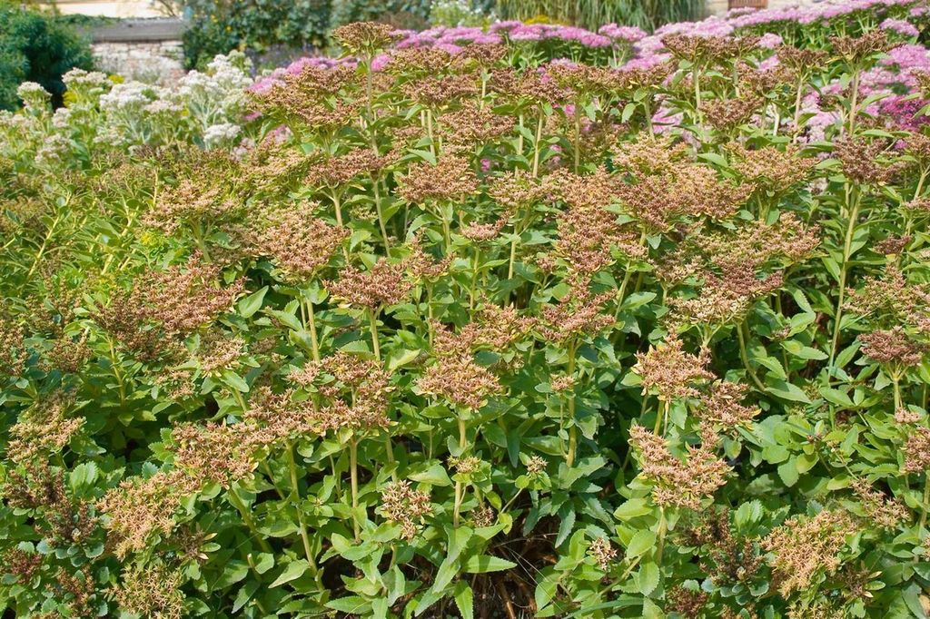 Sedum aizoon, Fetthenne, gelbblühend, ca. 9x9 cm Topf