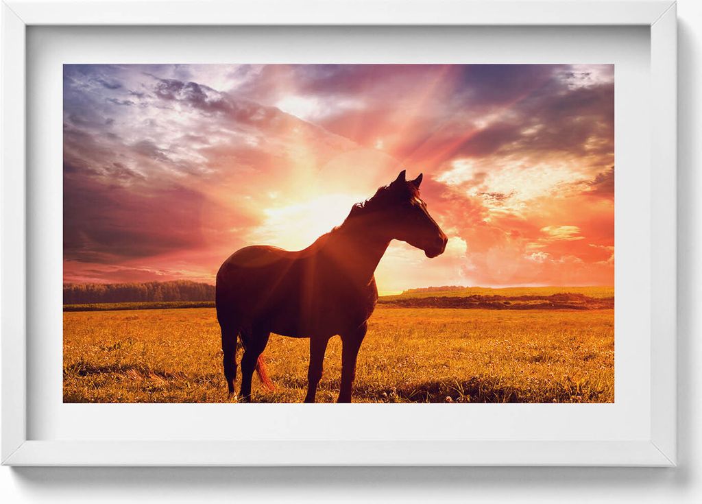 Pferd auf einem Feld bei Sonnenuntergang– Wandbild mit Rahmen – Gerahmtes Bild – Wanddekoration – 60x40 cm – Schwarz Rahmen