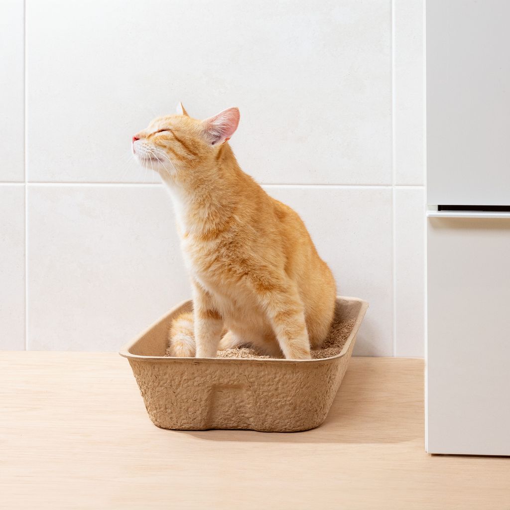 Navaris Katzentoilette Katzenklo ohne Deckel - 5x Katzen Toilette Box Schale aus Papier - offenes Klo mit Rand - auslaufsicher kompostierbar