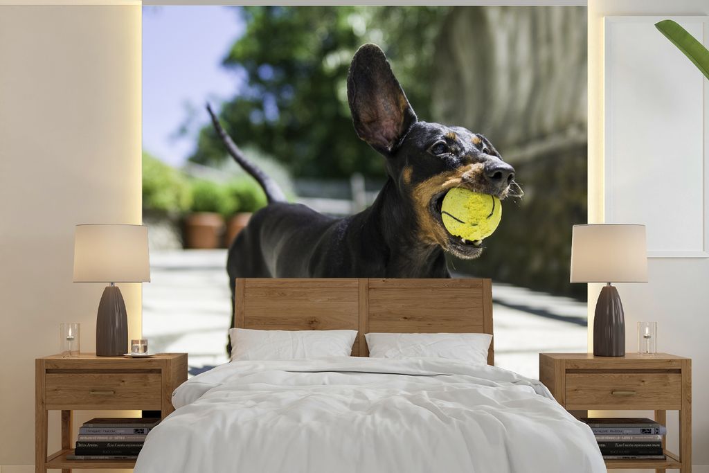 MuchoWow Fototapete für Wohnzimmer oder Schlafzimmer Wandtapete Vinyl Motivtapete Ein schwarzer Dachshund mit einem Tennisball - 300x300 cm - Wa...
