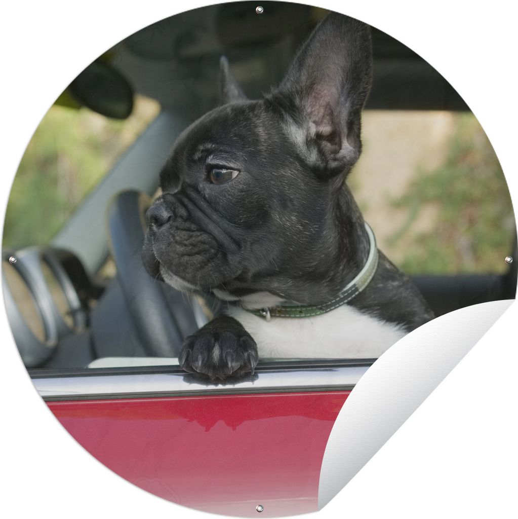 MuchoWow Gartenposter Outdoor-Poster Rund Französische Bulldogge - Auto - Rot Ø 150 cm Gartendeko Rundes Poster draußen