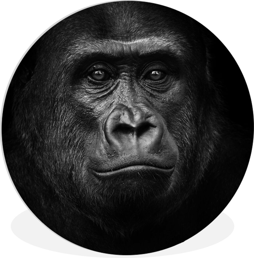 MuchoWow Rundes Wandbild - Runde Bilder Gorilla - Schwarz - Weiß - Tiere - Porträt Ø 60 cm Kreis Wanddekoration Kunststoff - Wandkreis - Wands...