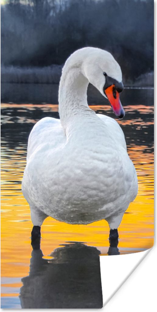 MuchoWow Poster Schwan - Vogel - Sonnenuntergang - Wasser 60x120 cm - Wandschmuck