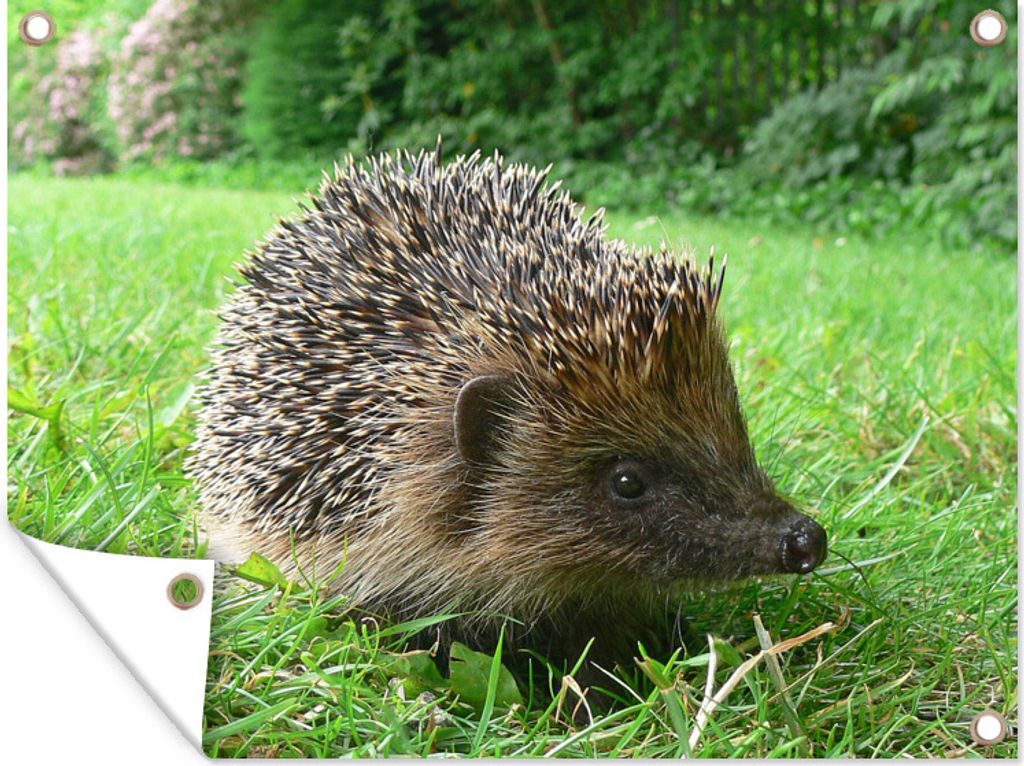 MuchoWow 80x60 cm Outdoor-Poster Gartendeko Sichtschutz Garten Poster für den Garten Igel im Garten