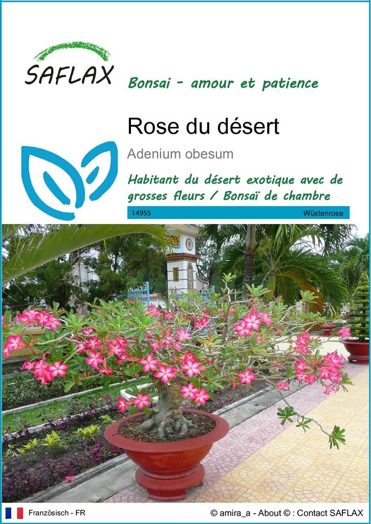SAFLAX  - Rose du désert - 8 graines - Adenium Image du produit 