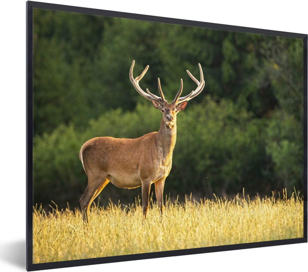 MuchoWow Gerahmtes Poster Hirsch - Geweih - Gras - Natur - Tiere - Grün 80x60 cm - Poster mit Schwarzem Bilderrahmen Wandposter Rahmen Foto Bild...