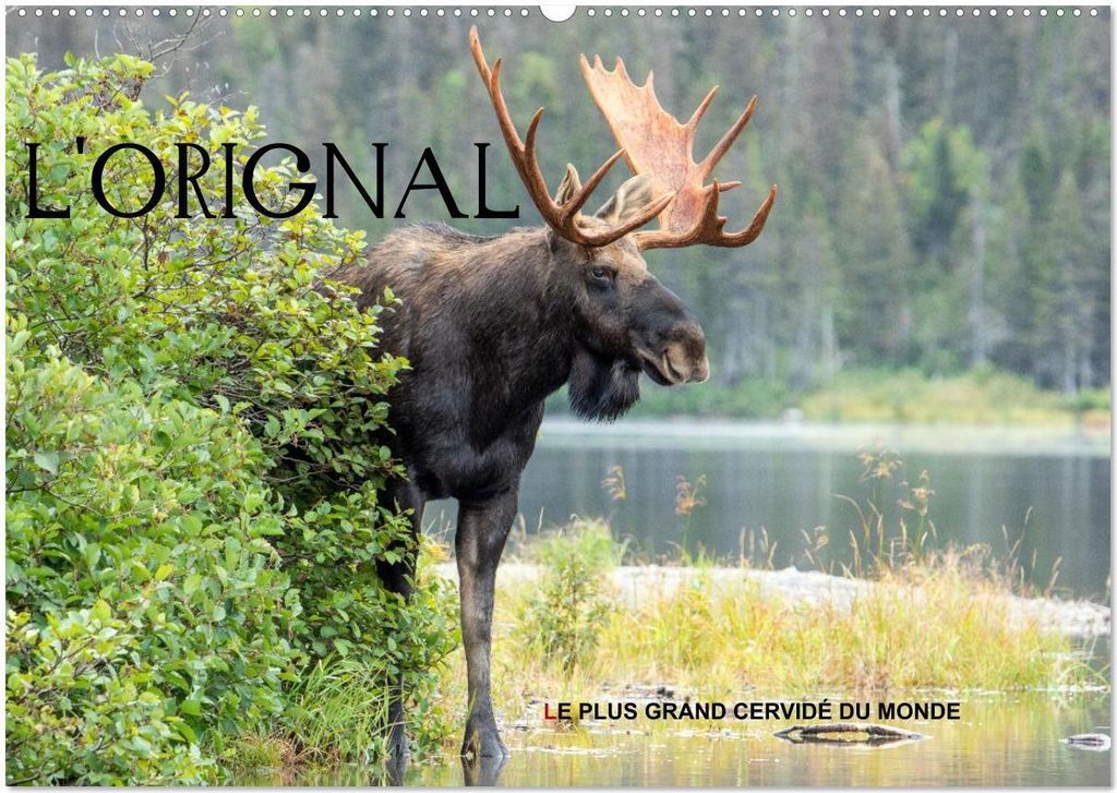 L'ORIGNAL, LE PLUS GRAND CERVIDÉ DU MONDE (Calendrier mural 2026 DIN A2 vertical), CALVENDO calendrier mensuel
