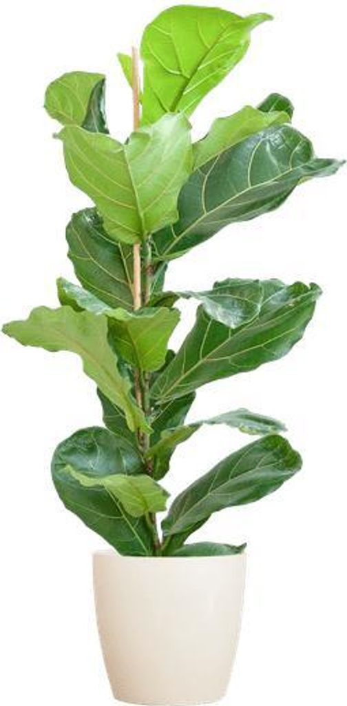 Ficus Lyrata – Geigen-Feige – Zimmerpflanze 80cm – Ø21cm – große Blätter – inklusive nachhaltigem Viber Topf Weiß – dekorative G...
