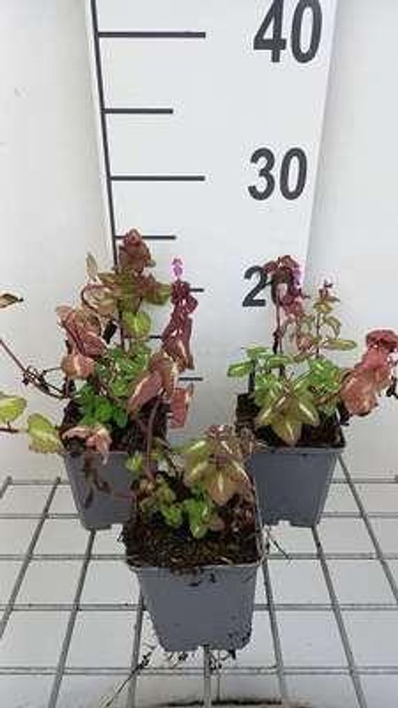 6 x Lamium mac. 'Chequers' - Taubnessel - Topf 9 x 9 cm