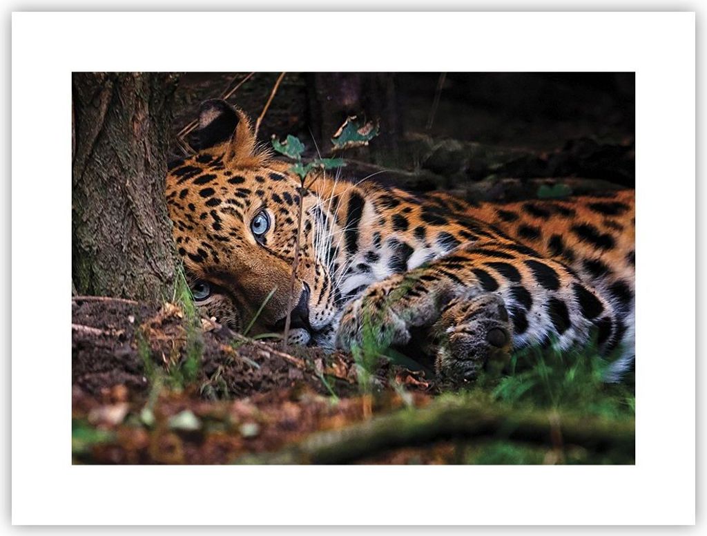 Poster - Poster ohne Rahmen - Leopard Porträt Jaguar - 40x30 cm - Wand Bild - Wanddeko - Wandbilder - Kunstposter - Wandposter - Bilder - Kunstdru...