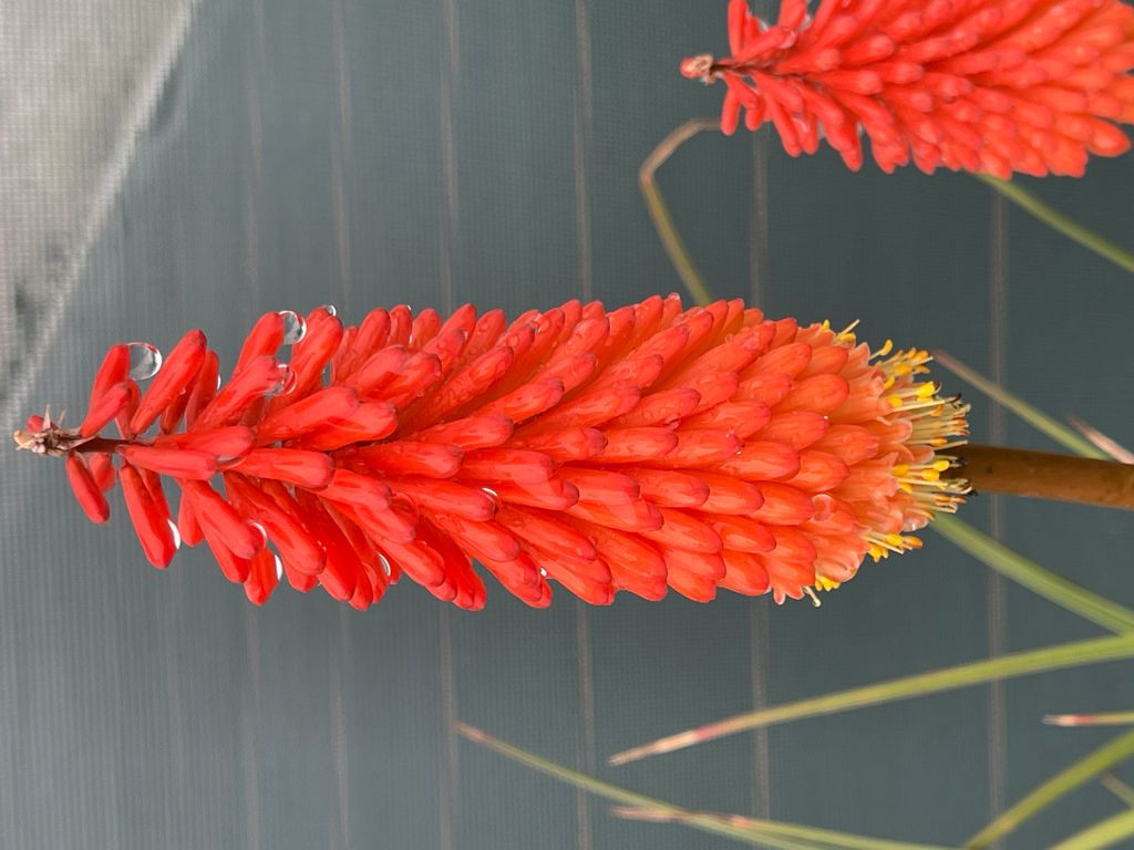 6 x Kniphofia 'Alcazar' - Fackellilie im Topf 9 x 9 cm Produktbild 