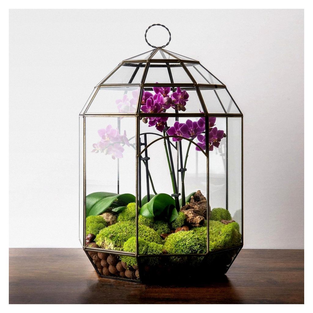 Glas-Terrarium - Modernes Glas-Pflanzgefäß für Zimmerpflanzen, Sukkulenten, Luftpflanzen und DIY-Terrarien, 26,9 x 36,8 cm