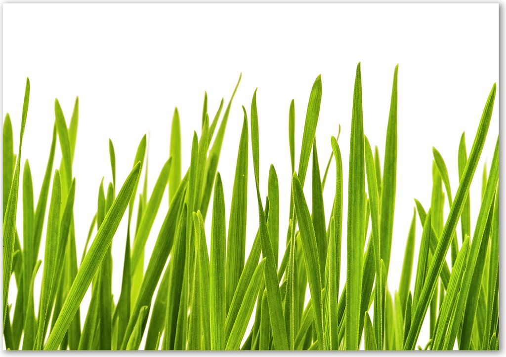 Tulup Glas-Bild - 100 x 70 - Wandbild aus Glas - Wandkunst - Wandbild hinter gehärtetem Sicherheitsglas - Blumen & Pflanzen - Gras - Grün