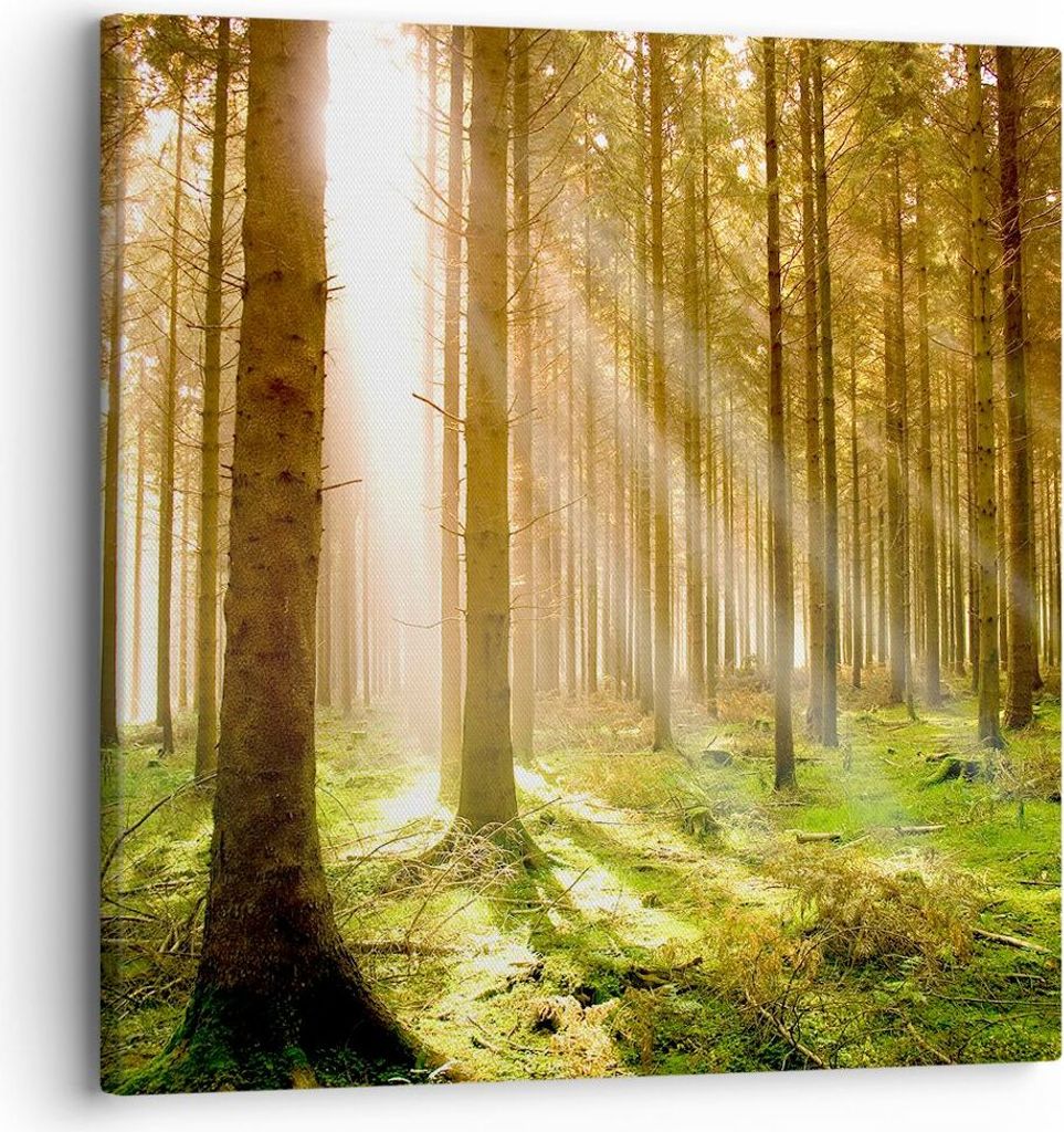 Bild auf Leinwand - Leinwandbild - Bäume Sonne Natur - 30x30cm - Wand Bild - Wanddeko - Wandbilder - Leinwanddruck - Bilder - Kunstdruck - Wanddek...
