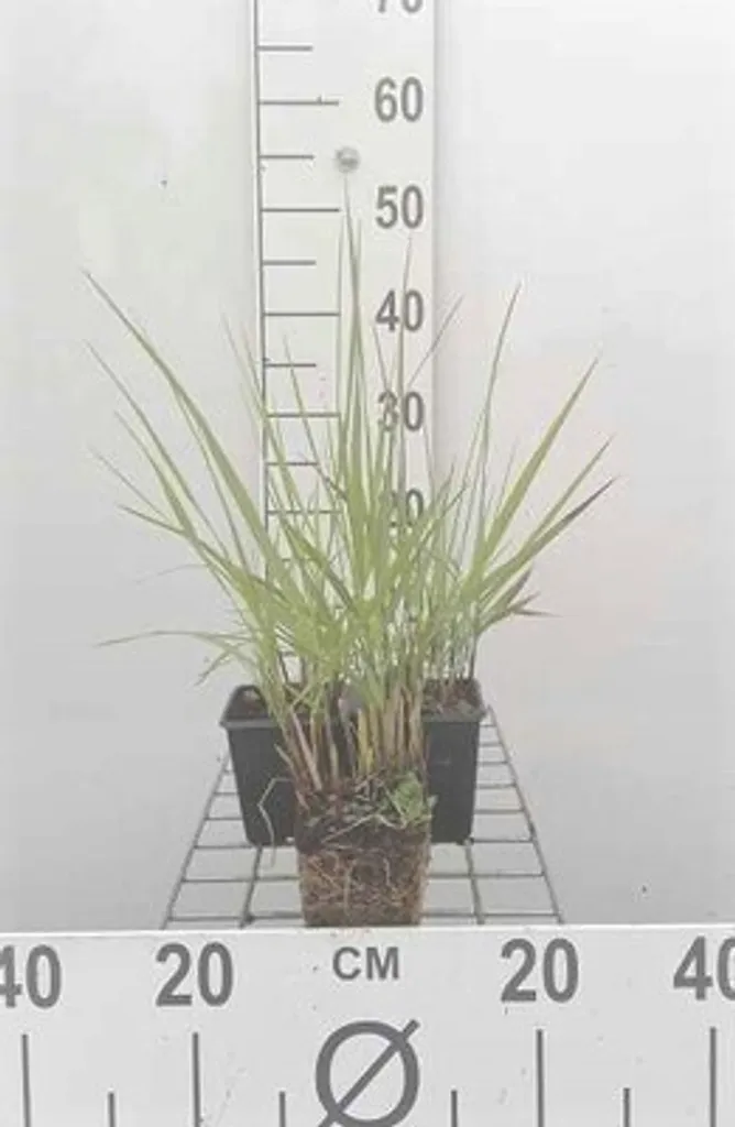 Panicum virgatum Rehbraun : Lot de 6 Graminées Ornementales de Qualité