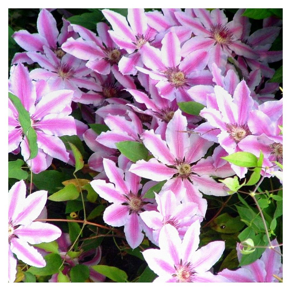 Clematis 'Nelly Moser' - Kletterpflanze - winterhart im Topf