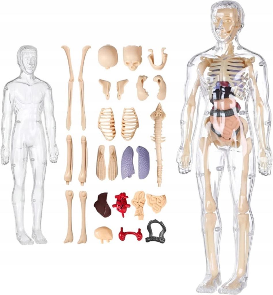A collection of anatomical models of the human body, including a skeleton and internal organs, laid out separately and assembled within a transparent torso.