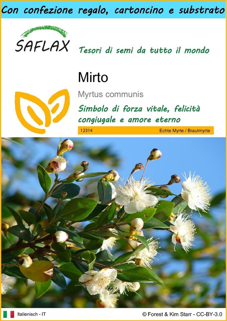 SAFLAX Set regalo - Mirto - 30 semi - Myrtus Immagine del prodotto 