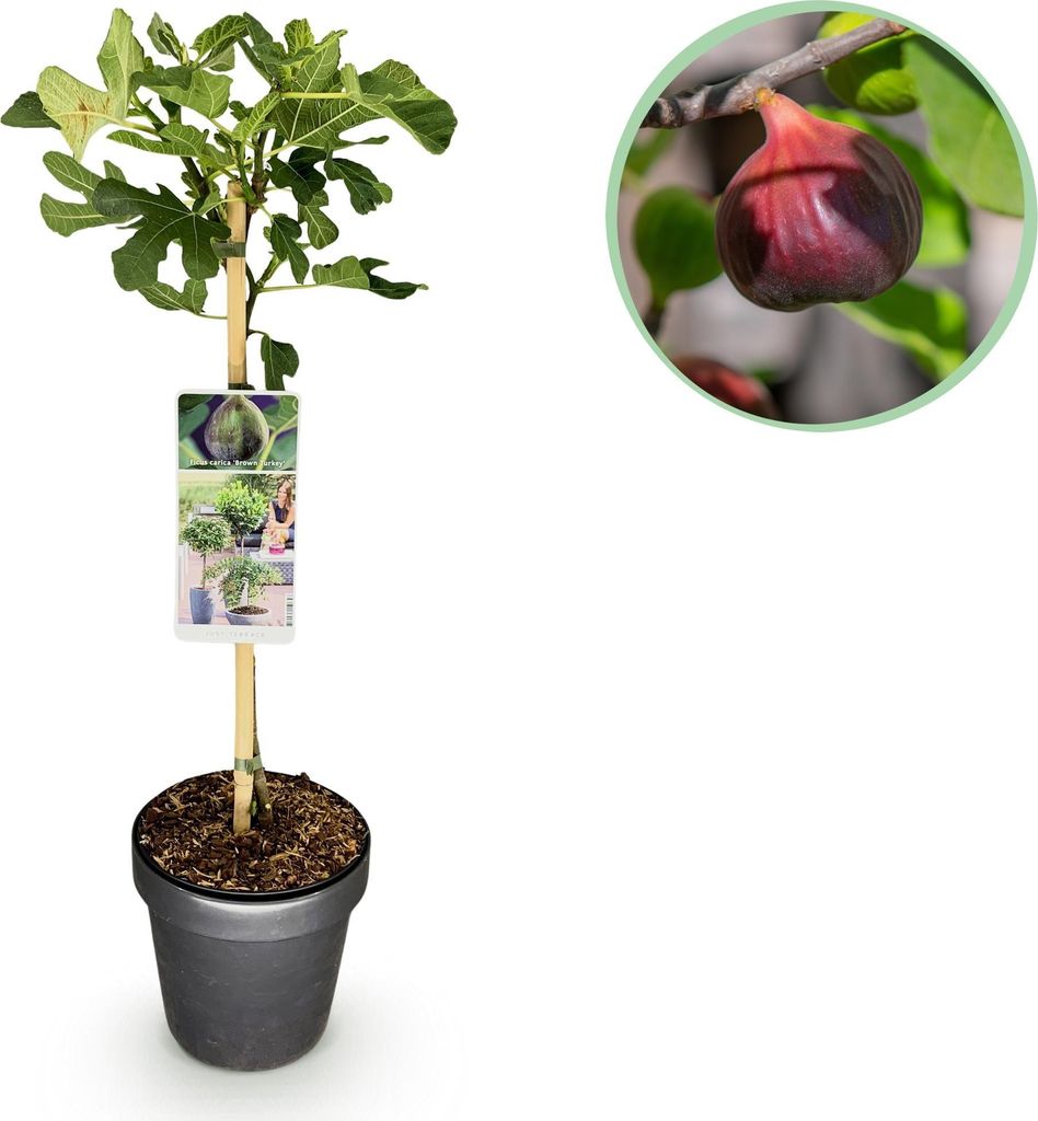 Feigenbaum Ficus carica 'Brown Turkey' – Stamm-Pflanze – Höhe ca. 90 cm – Ø19 cm – Obstpflanze für Terrasse & Garten – Essbare Frücht...