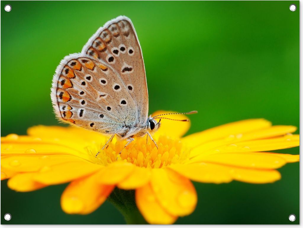 MuchoWow 80x60 cm Outdoor-Poster Gartendeko Sichtschutz Garten Poster für den Garten Blumen - Schmetterling - Natur