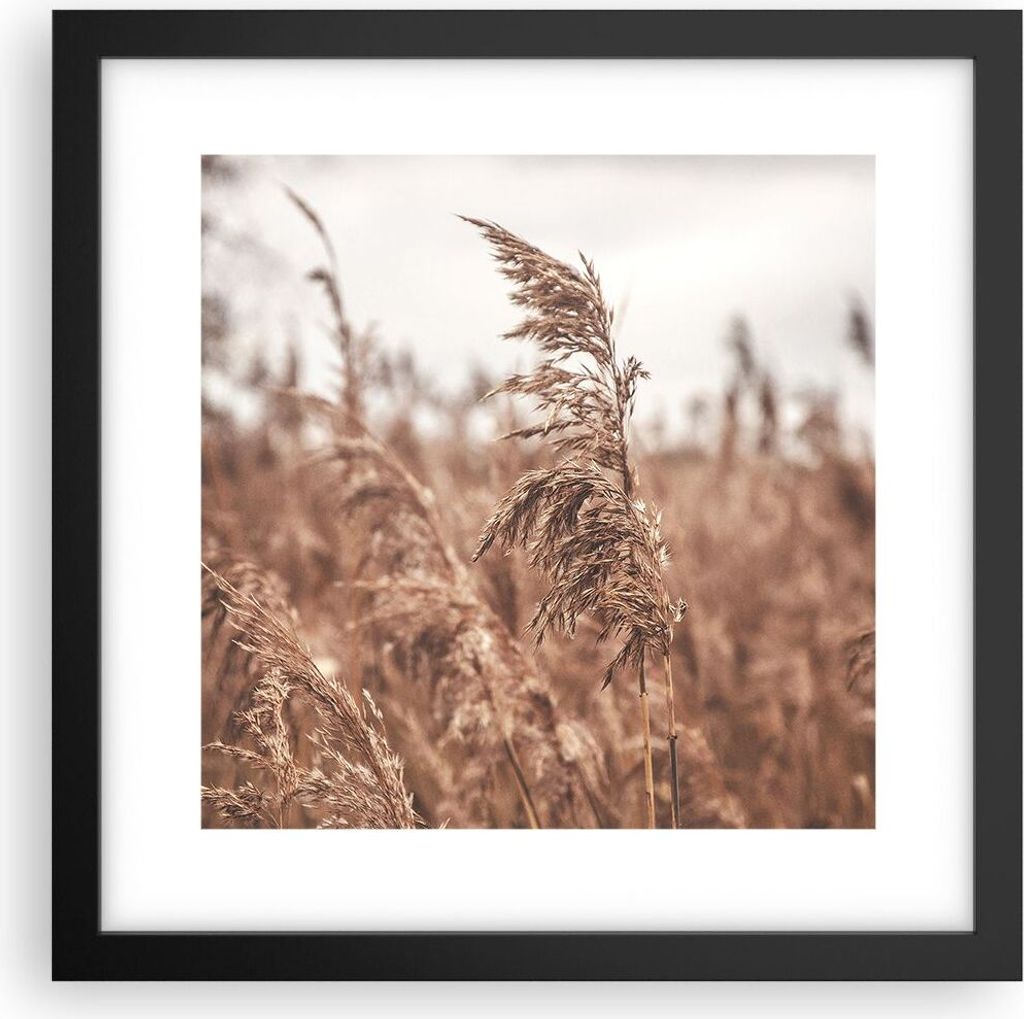 Gerahmtes Poster - Schwarzer Rahmen - Zuckerrohr Wiese Boho - 30x30 cm - Wand Bild - Wanddeko - Wandbilder - Kunstposter - Wandposter - Bilderrahme...