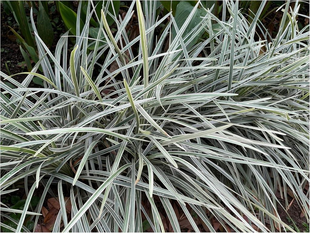 Stauden Gänge 1 x Ophiopogon japonicus 'Silver Dragon' - Bunter Japanischer Schlangenbart - stilvolle Silberstreifen - Japangarten - Bodendecker