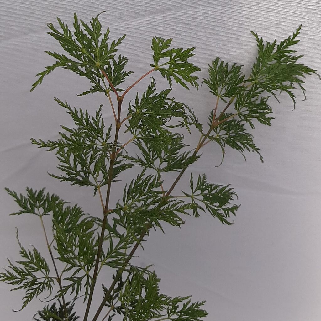 Grüner Schlitzahorn Emerald Lace - Acer palmatum  40-80 cm Produktbild 