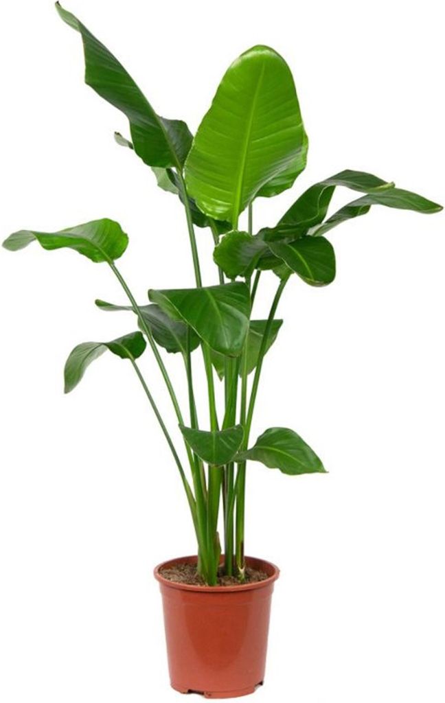 1x Strelitzia Nicolai P27 H160