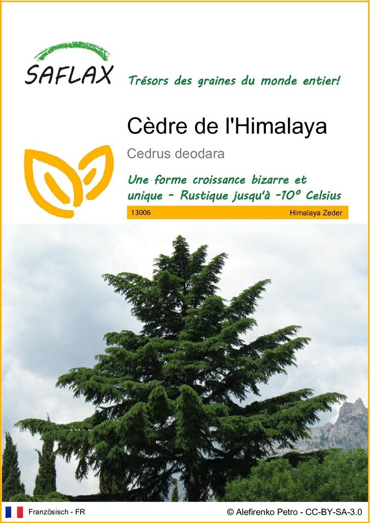 SAFLAX  - Cèdre de l'Himalaya - 35 graines - Cedrus Image du produit 