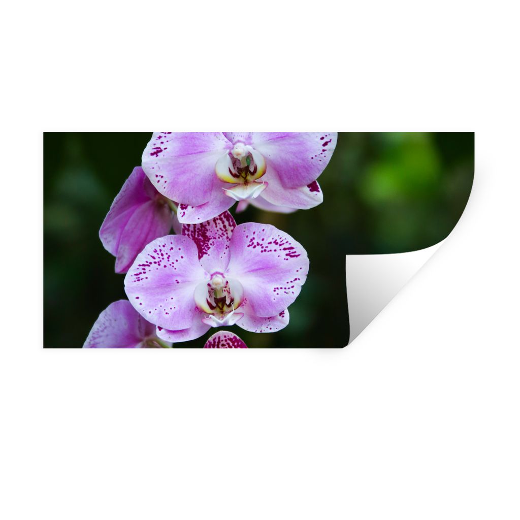 MuchoWow Wandtattoo Wandsticker Wandaufkleber Blühende Orchideen 120x60 cm Selbstklebend und Repositionierbar - Sticker - Dekorfolie