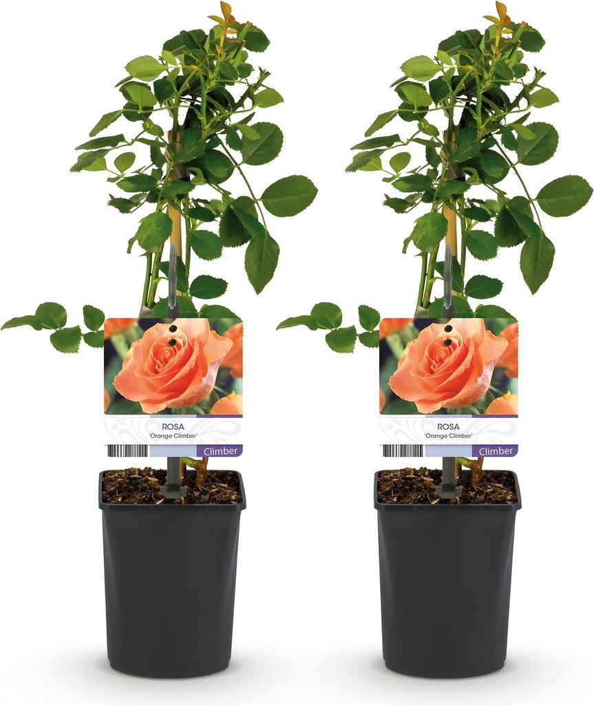 GreenboutiQ - Kletterrose - Rosa Orange Climber - Blüte Produktbild 