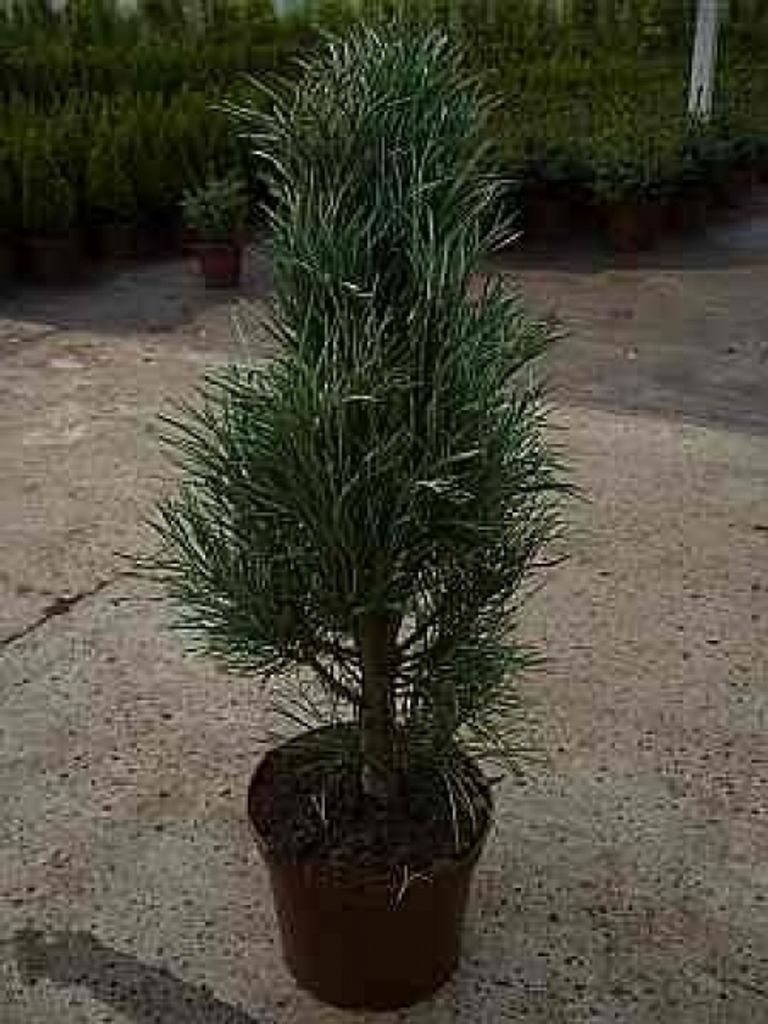 Blaue Säulenkiefer - Pinus sylvestris Fastigiata 30-40cm