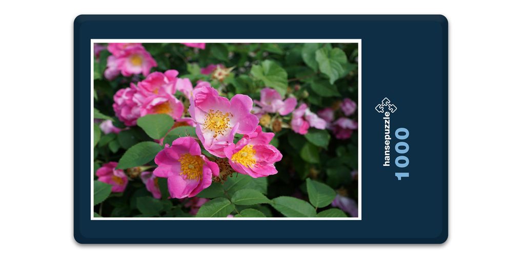 hansepuzzle 16386 - Hecken-Rose Puzzle, 1000 Teile, Natur, 60,0 x 46,0cm mit hochwertiger Aufbewahrung, Kartonbox und wiederverschließbarem Beutel