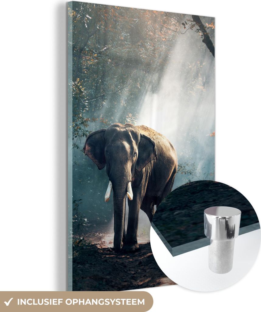 MuchoWow Glasbilder - Bilder auf Wandbild - Foto auf Glas Elefant - Tiere - Licht - Wald - Natur - Wildtiere 60x90 cm Wanddekoration aus Glas - Acr...