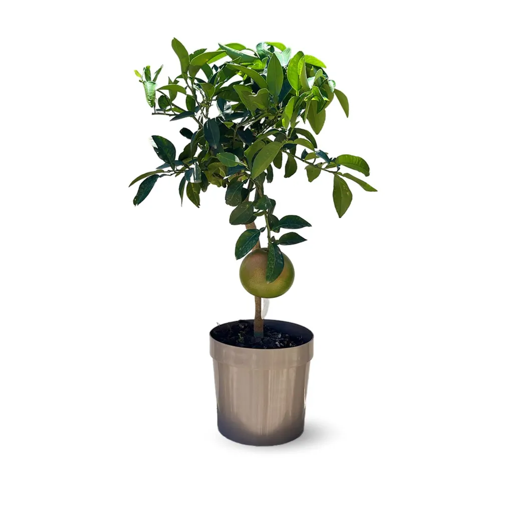 Pamplemoussier Citrus Paradisi Pomelo Méditerranéen 75-85 cm Ø 22 cm