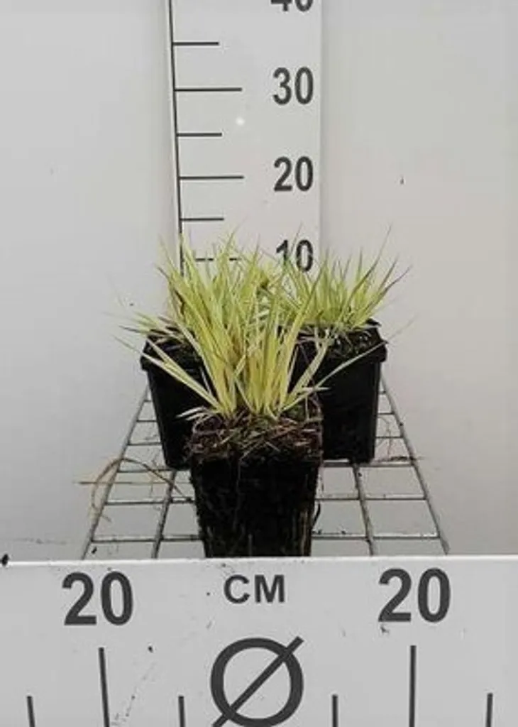 Graminée ornementale Molinia Variegata - 6 Plantes vivaces de jardin