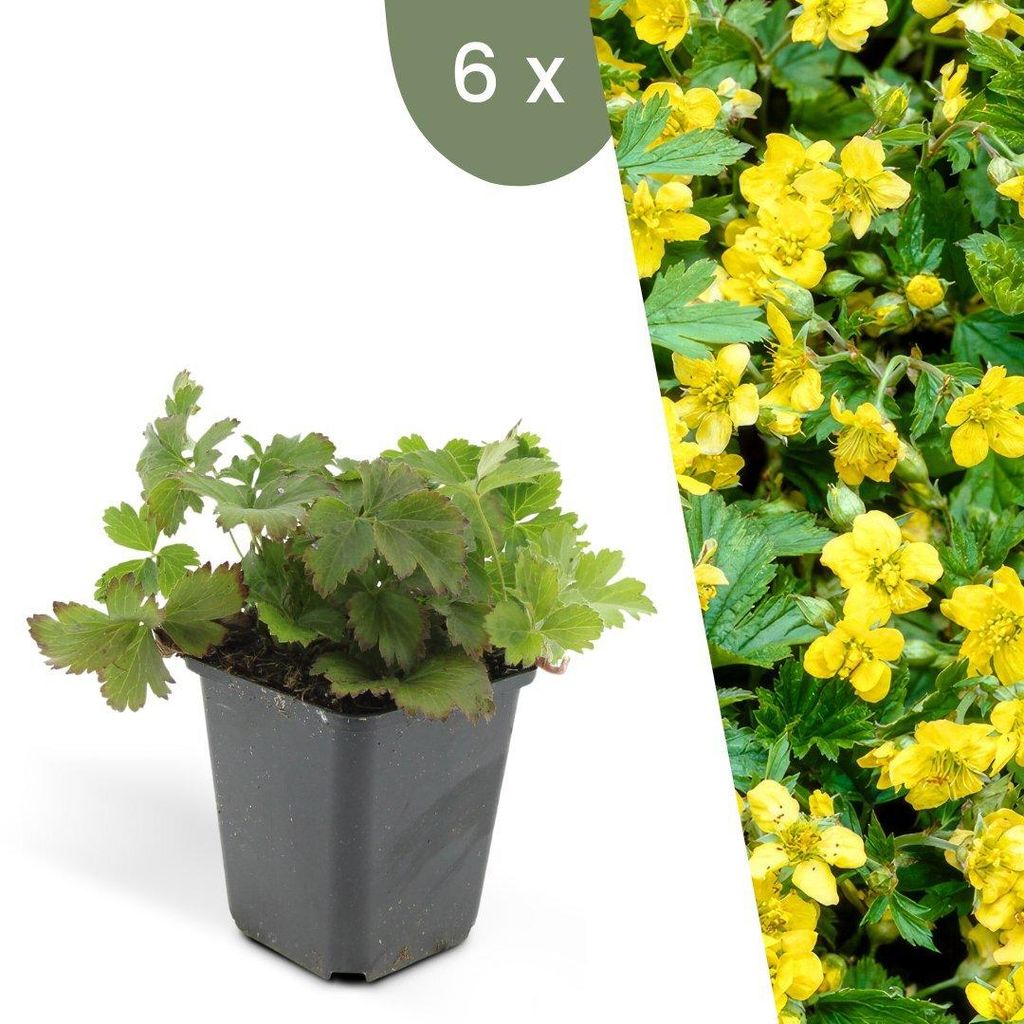 Plants by Frank | 6 Dreiblatt Golderdbeere Pflanzen | Waldsteinia Ternata | Bodendecker | Winterhart | Mehrjährig | Gartenpflanzen