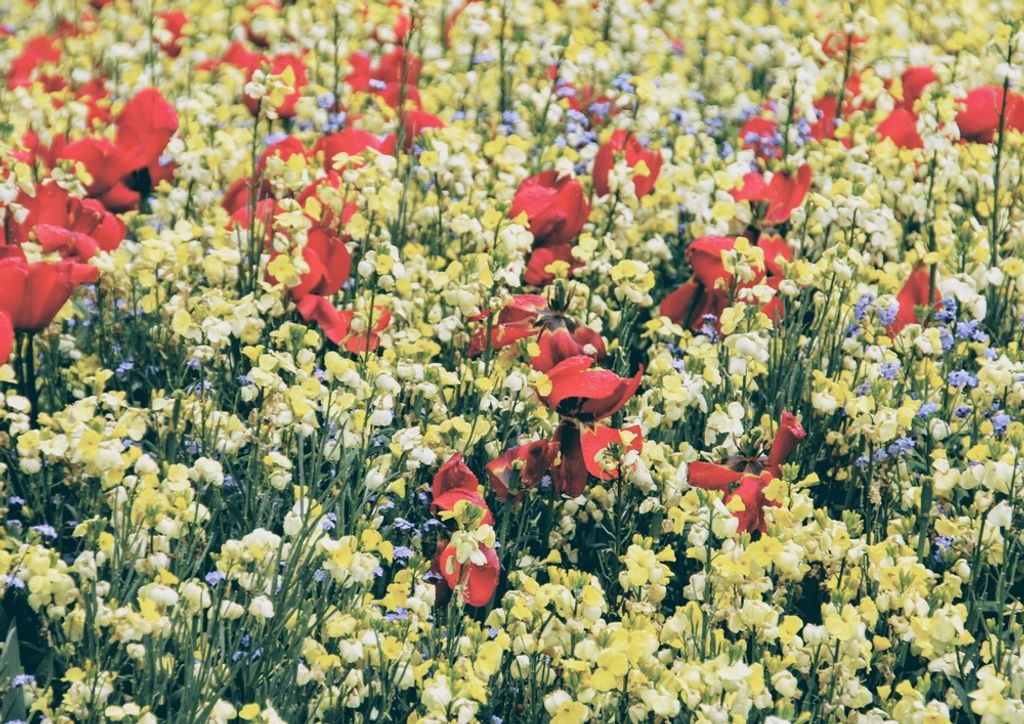 hansepuzzle 53181 - Blumenwiese Puzzle, 260 Teile, Natur, 41,0 x 28,0cm mit hochwertiger Aufbewahrung, Kartonbox und wiederverschließbarem Beutel
