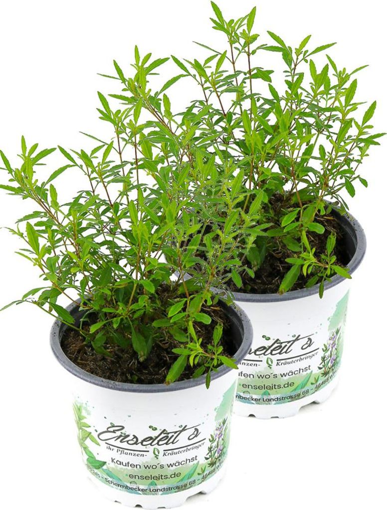 Enseleits 2er Set Gewürztagetes Orange Gem, Tagetes Produktbild 