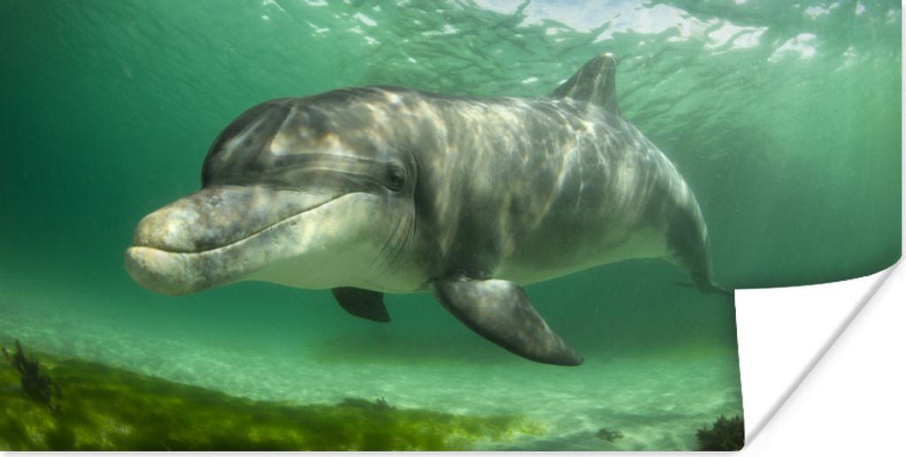MuchoWow Poster Delfin - Tiere - Wasser 120x60 cm - Bild