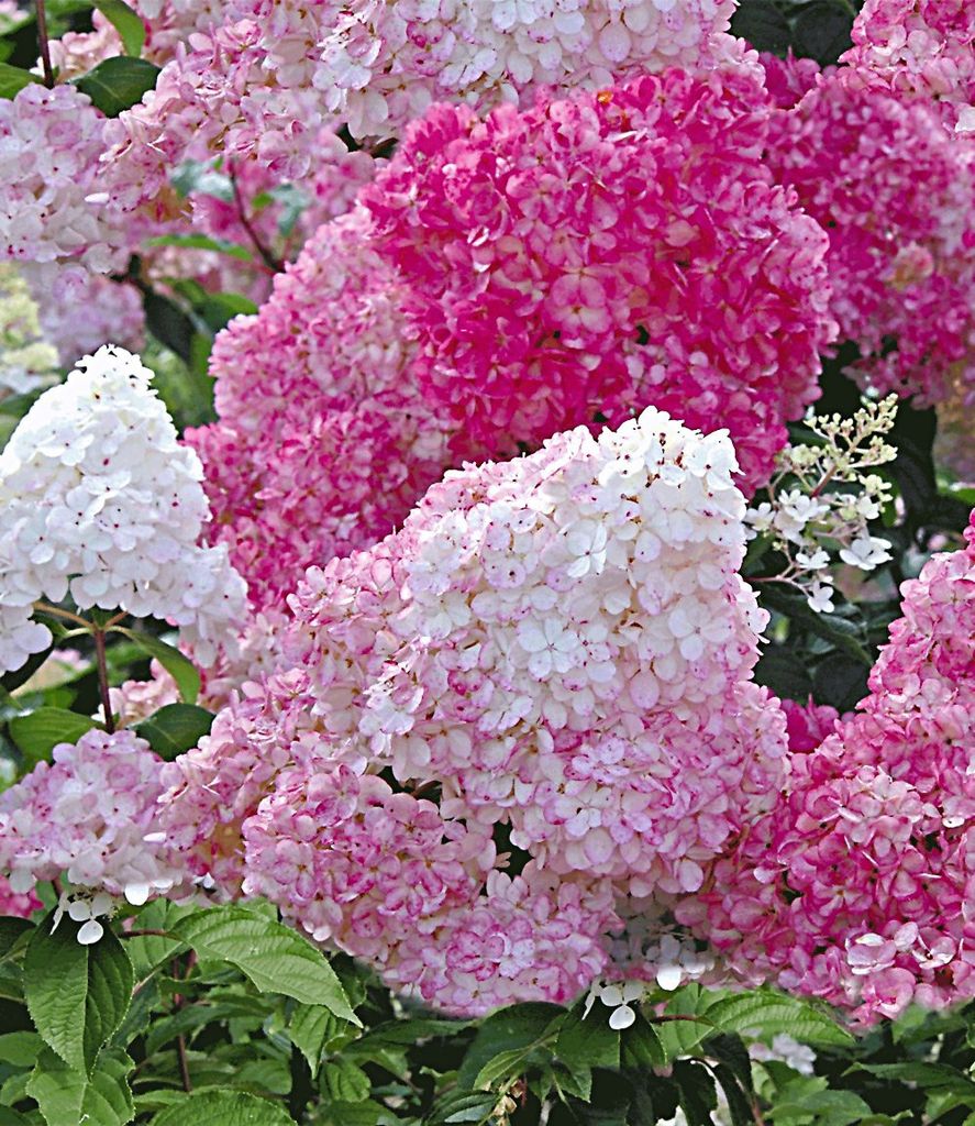 BALDUR Garten Freiland-Hortensien 'Vanille Fraise ', 1 Pflanze, Hydrangea paniculata,Gartenhortensie, unzähligen Blütenrispen, winterhart, blüh...