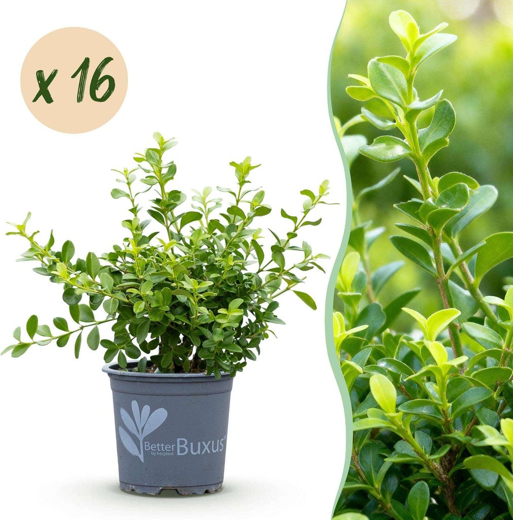 BetterBuxus Babylon Beauty Heckenpflanzen Set – 16 Pflanzen für ca.2lfm Hecke – 20–25cm Höhe – 9cm – Resistent gegen Buxuskrankheit & B...