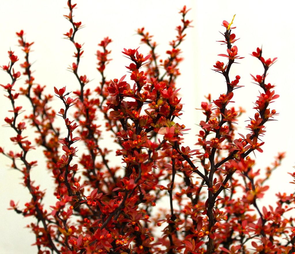 Rote Heckenberberitze Berberis Atropurpurea frostharte Bienenweide 10 - 20 cm