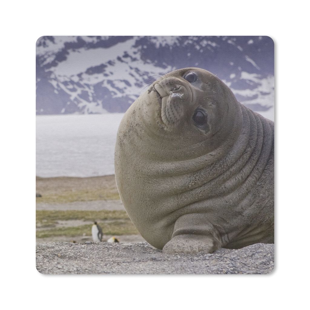 MuchoWow Mauspad Mousepad Robben - Lustig - Kinder - Jungen - Mädchen - Kinder 20x20 cm - Mousepads - Maus Mat - Pad - Mausunterlage - Desk Mat ...