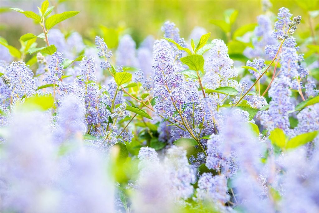 Ceanothus delilianus 'Gloire d.Versailles', Säckelblume, blau, 60–100 cm
