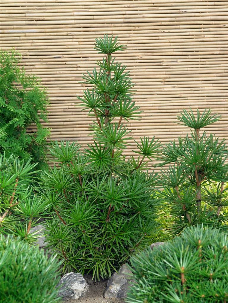 Sciadopitys verticillata 'Sternschnuppe', Japanische Schirmtanne, 30–40 cm