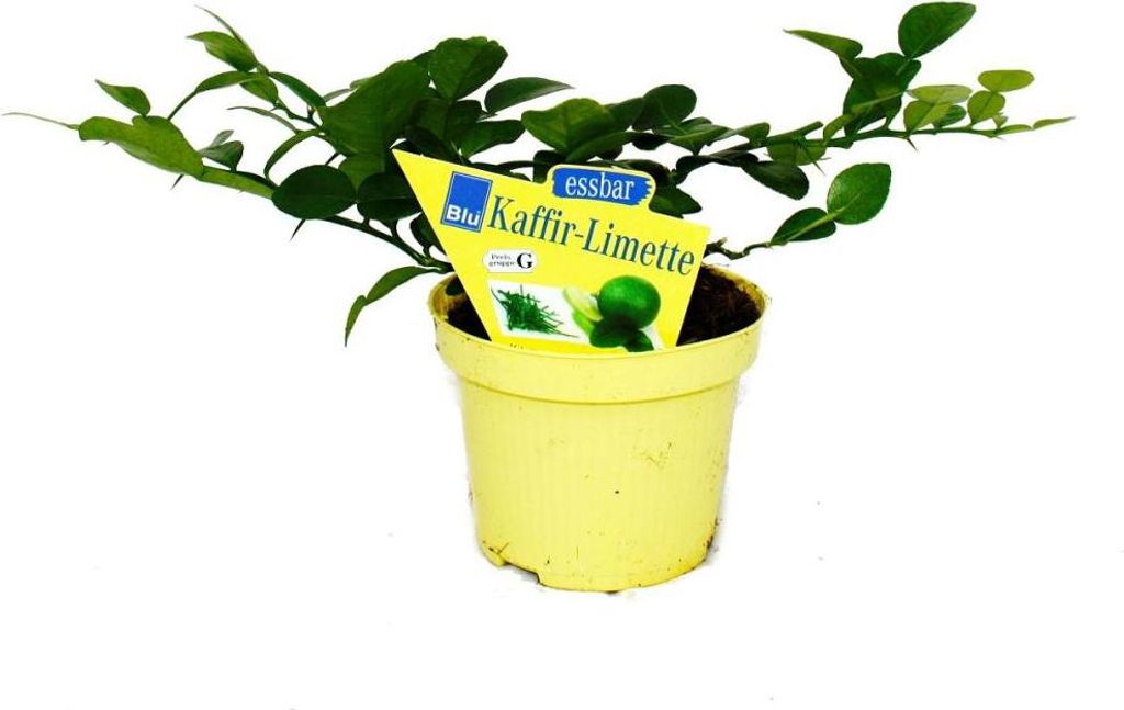 Kaffir Lime - Citrus hystrix - 2 Plantes - Kaffir Lime  Image du produit 