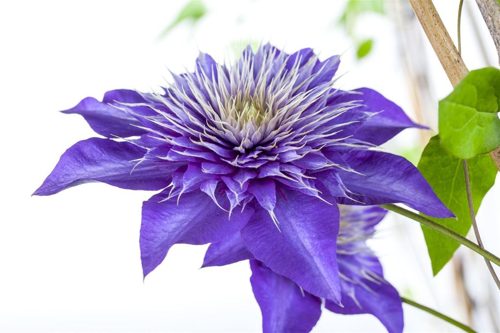 Clematis Hybride 'Multi Blue', Clematis, blau, 80–100 cm Produktbild 